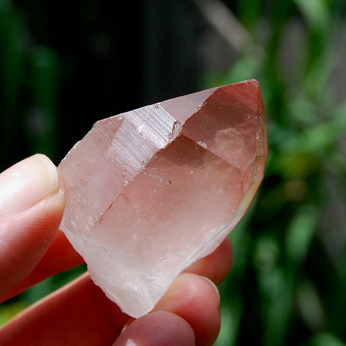 Record Keeper Strawberry Pink Lemurian Seed Quartz Crystal Starbrary
