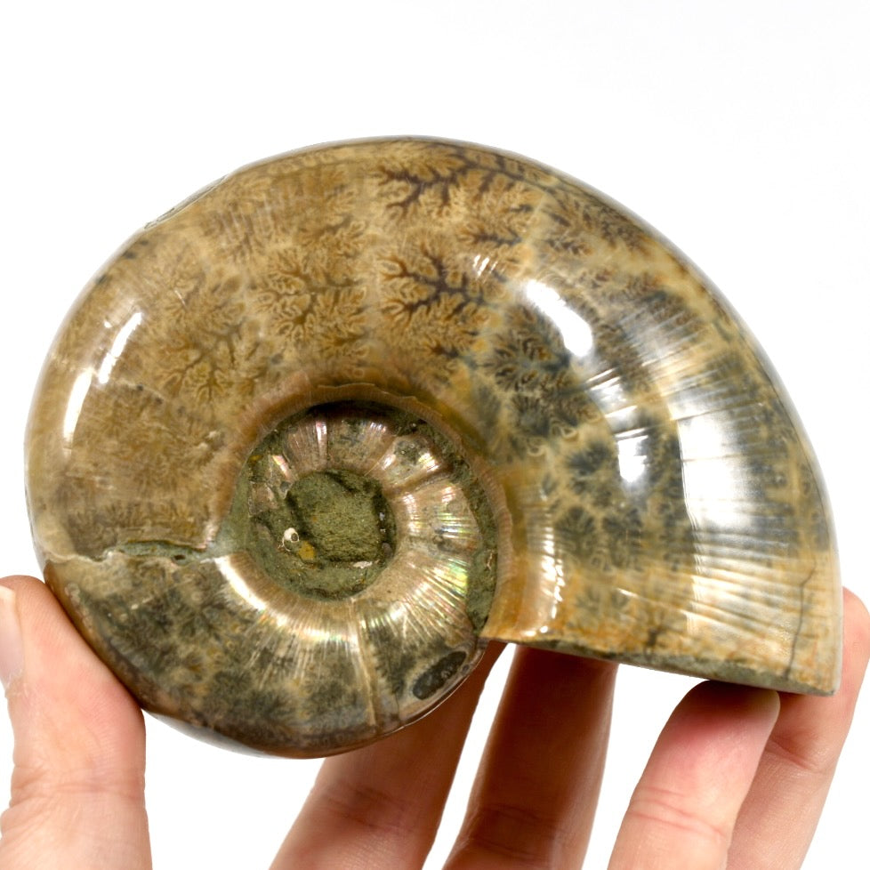 Whole Iridescent Ammonite Fossil