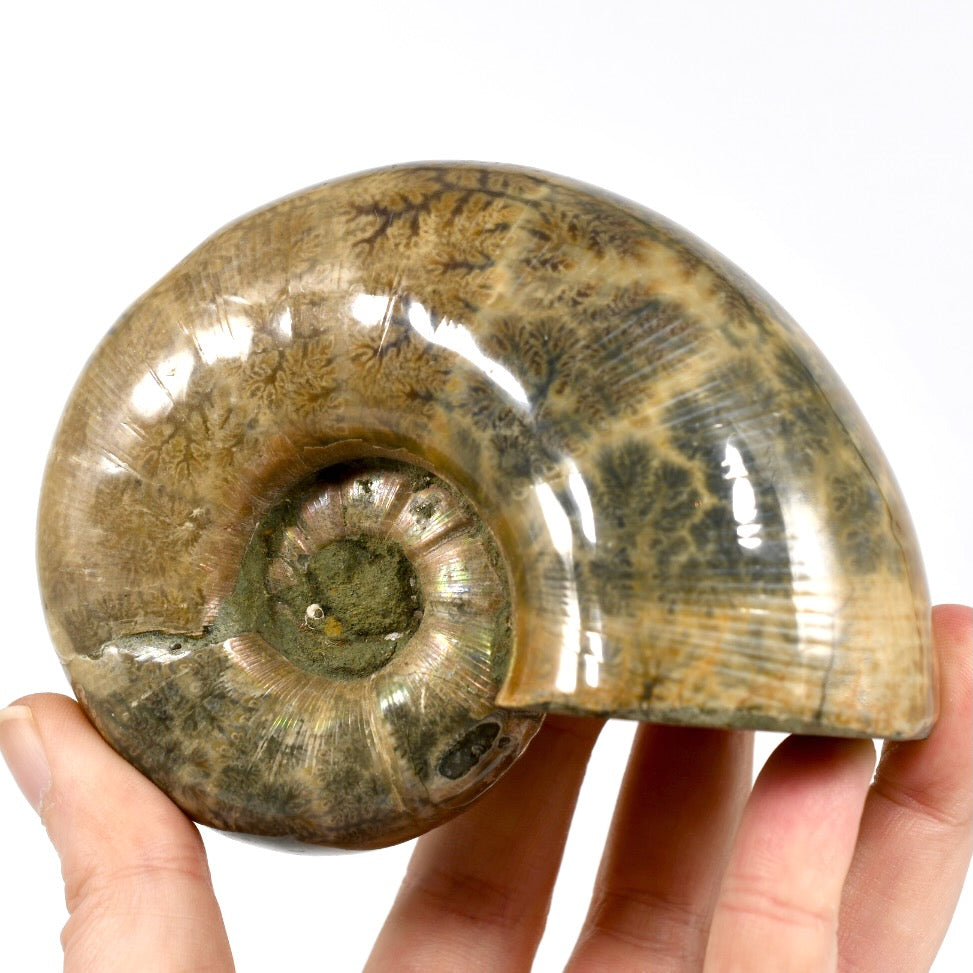 Whole Iridescent Ammonite Fossil