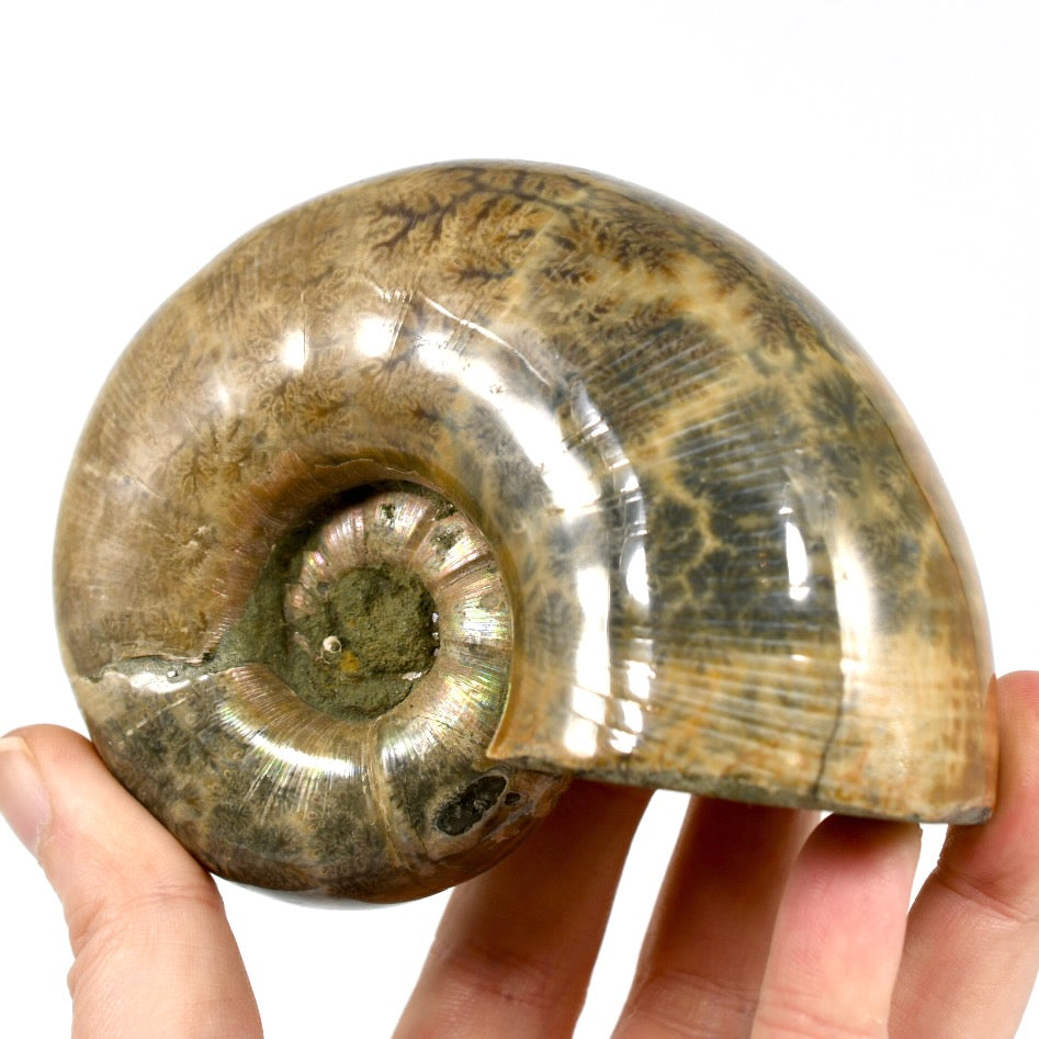 Whole Iridescent Ammonite Fossil