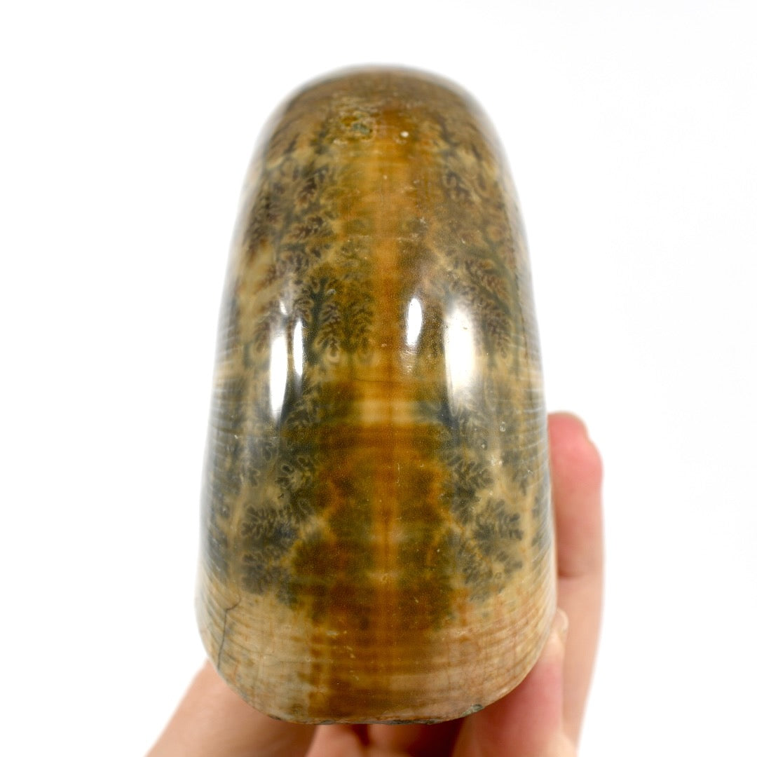 Whole Iridescent Ammonite Fossil