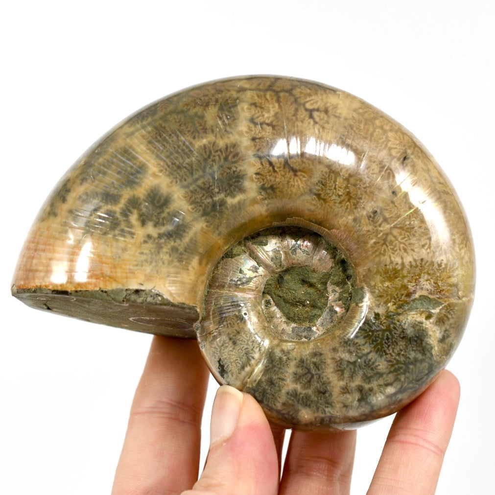 Whole Iridescent Ammonite Fossil