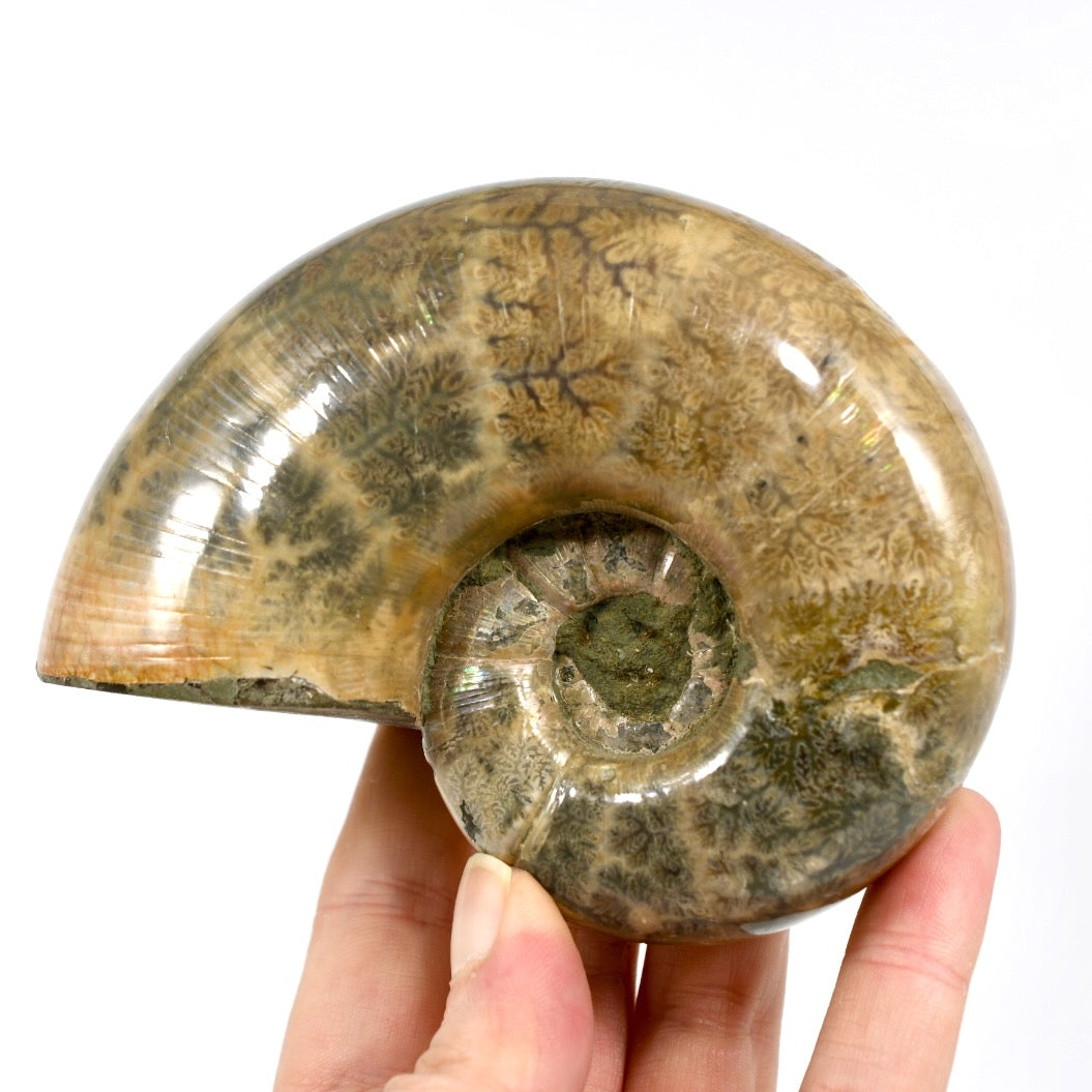 Whole Iridescent Ammonite Fossil