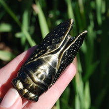 Load image into Gallery viewer, Gold sheen Obsidian Cicada

