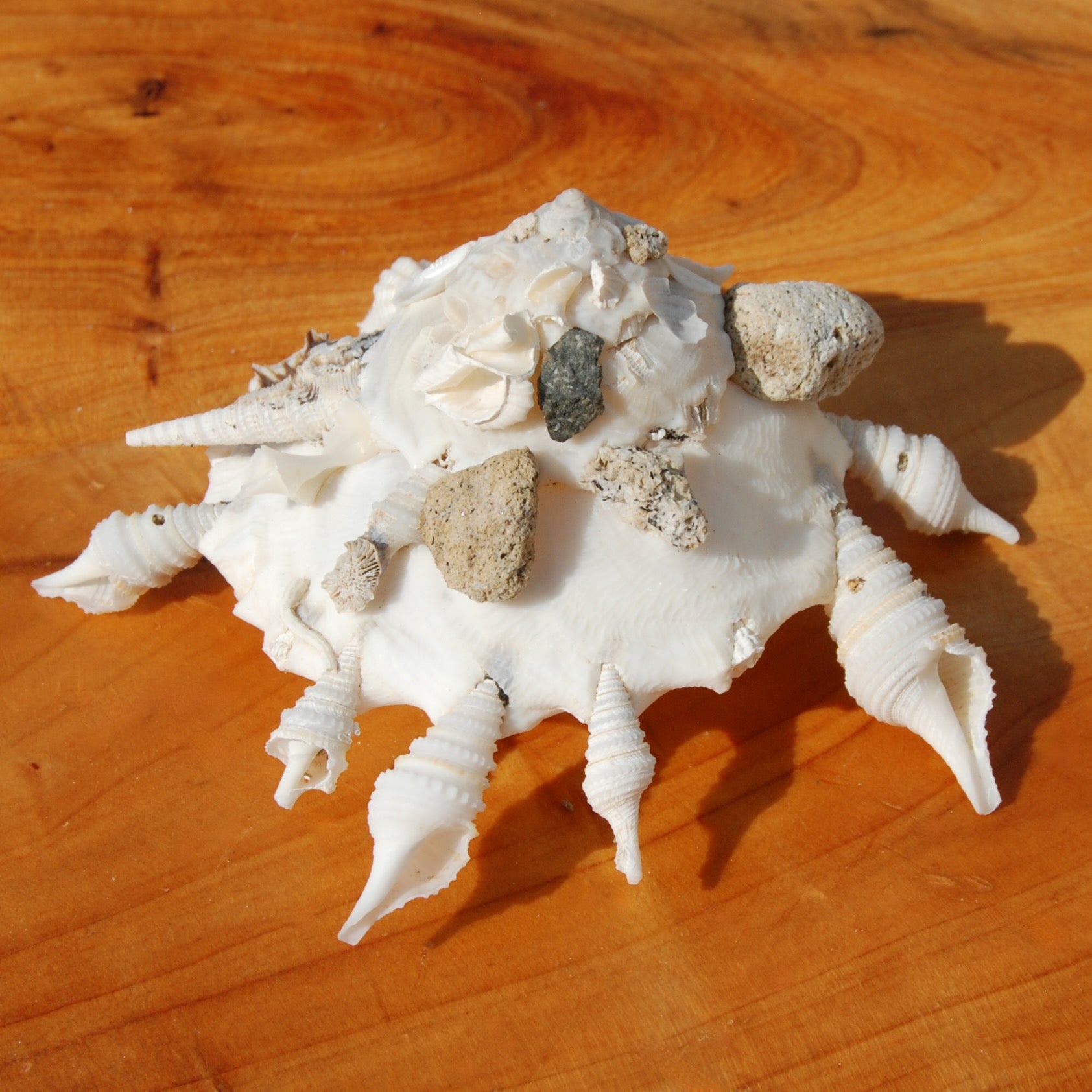 core shell さま⭐︎ Giant Spider Conch Seashell XL Lambis Truncata (1 shell approx. 10