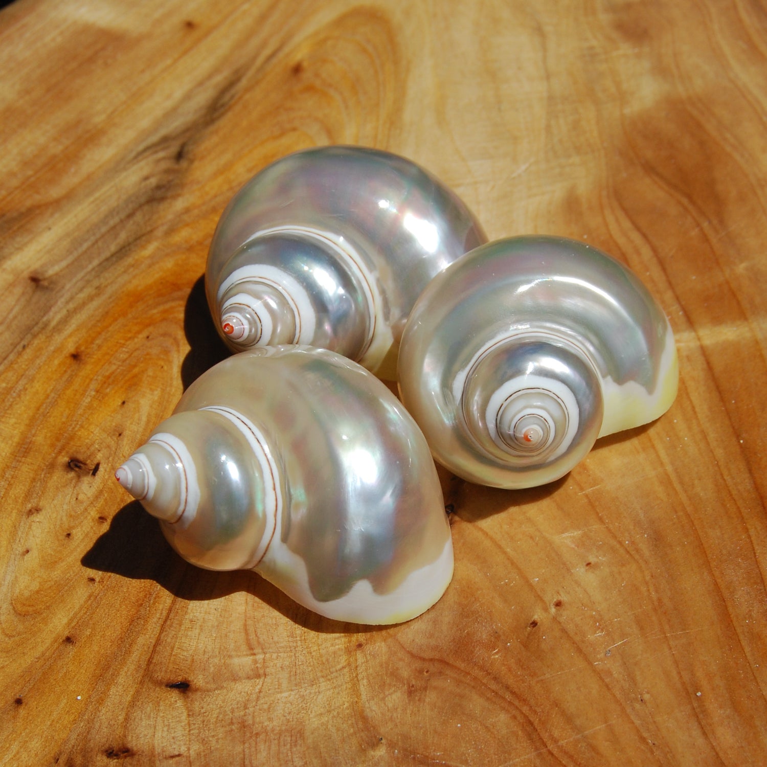 Pearlized Turbo petholatus Shell Mother of Pearl Seashell
