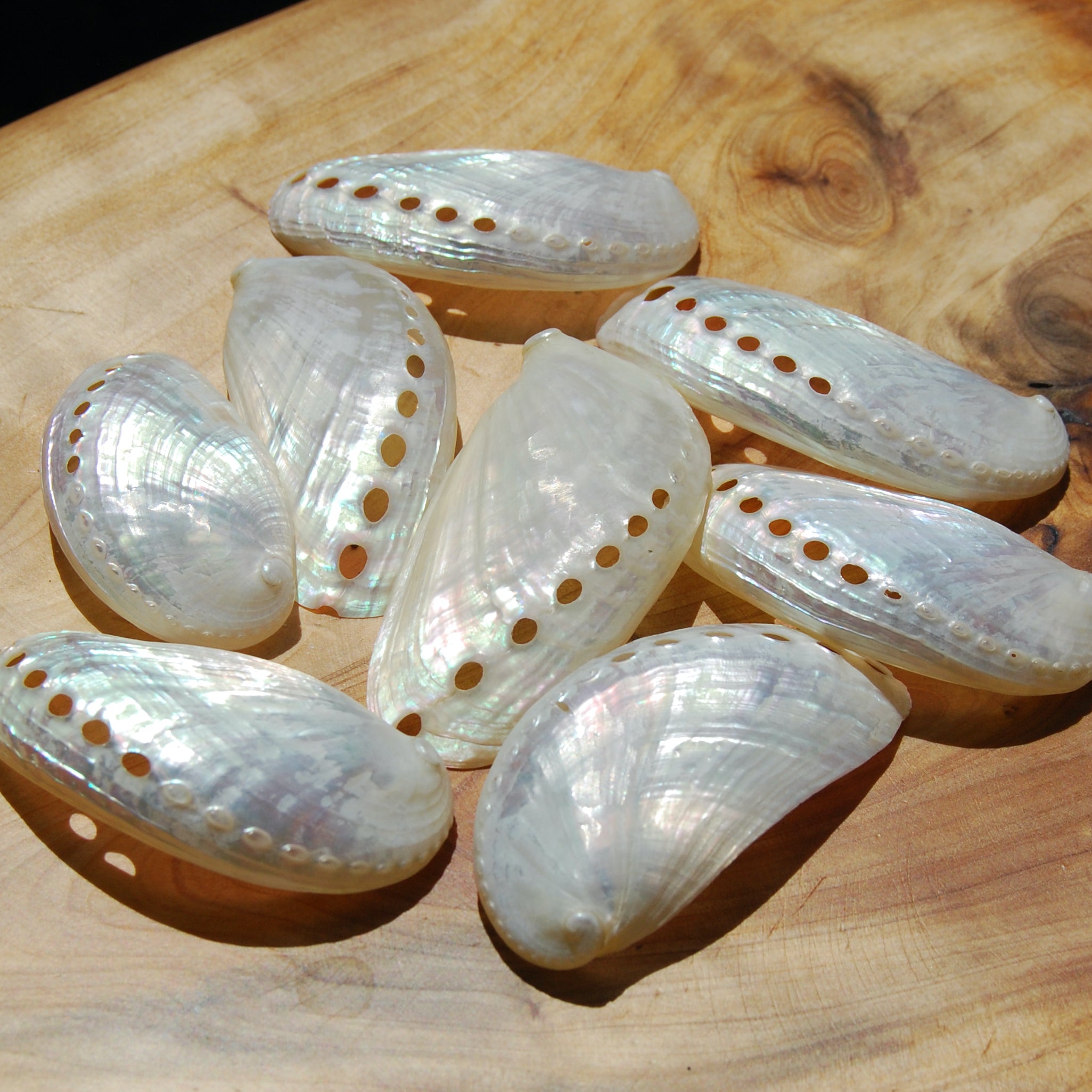 6pc Pearlized Mule Ear Abalone Shells - Haliotis asinina