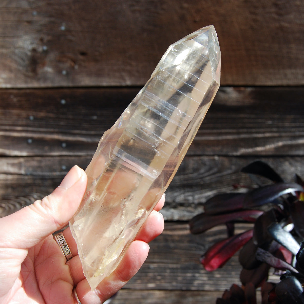 Citrine Golden Healer Lemurian Seed Quartz Crystal
