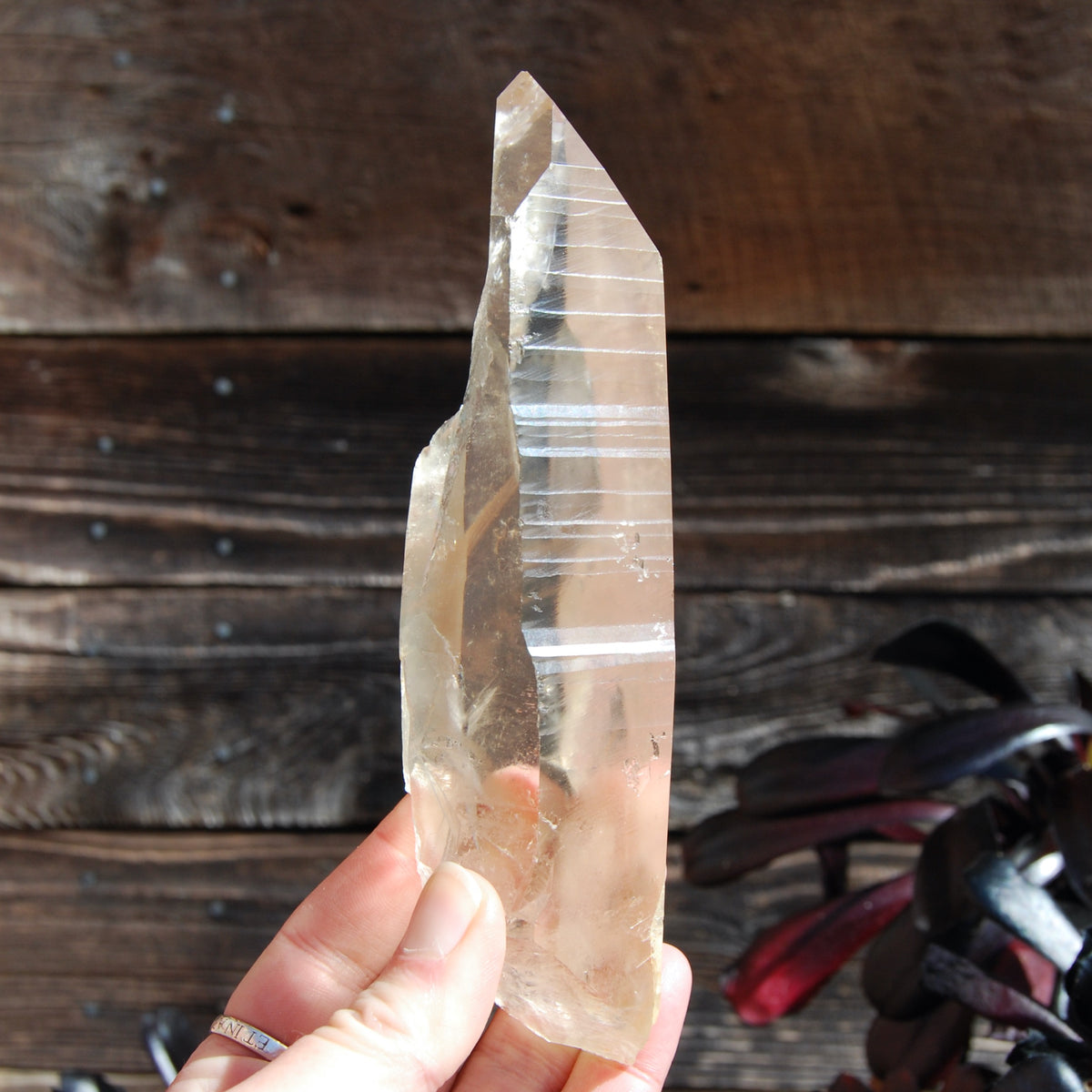 Citrine Golden Healer Lemurian Seed Quartz Crystal