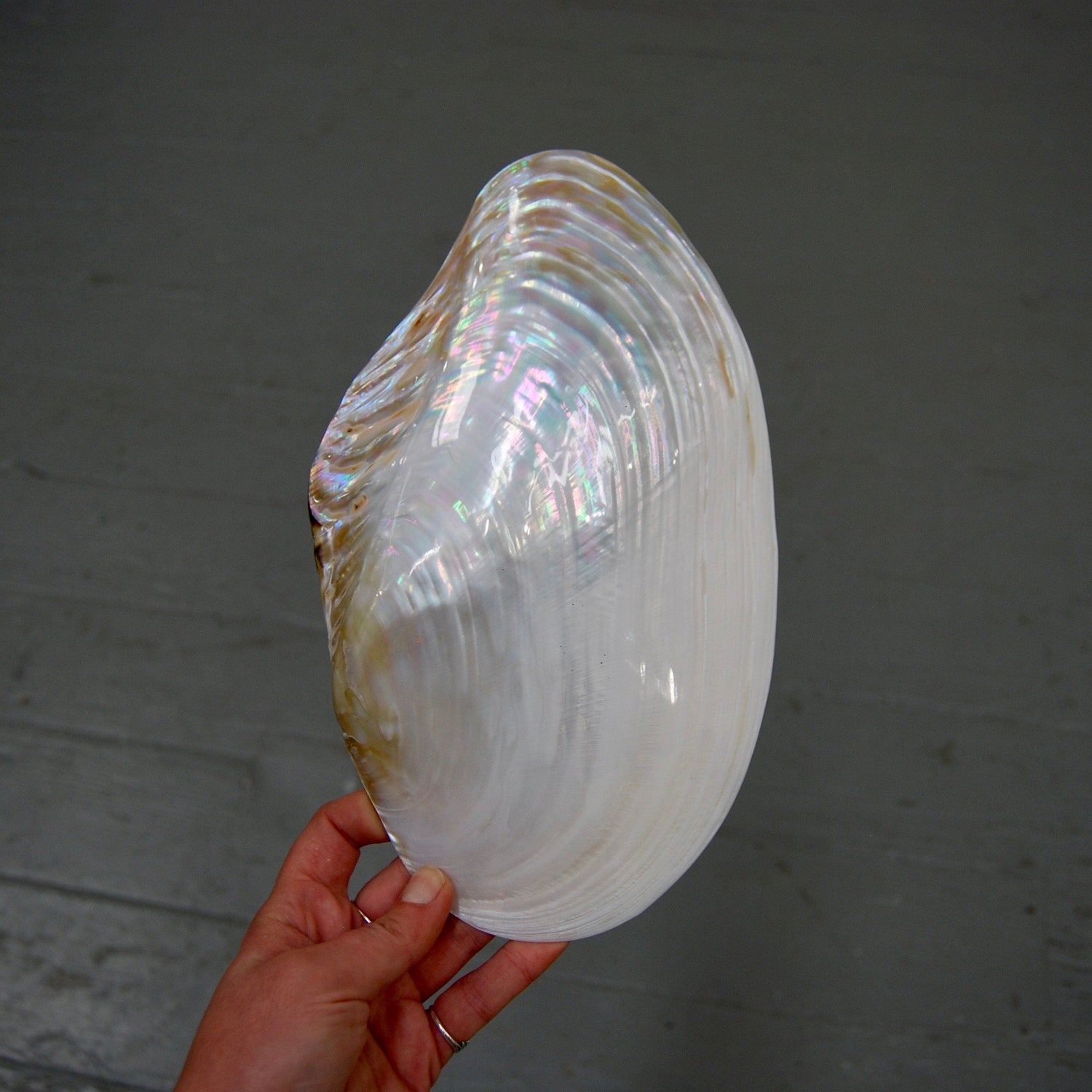 Pearlized Mussel Shell Half Large 8 to 9 Inch Polished Seashell Mother of Pearl