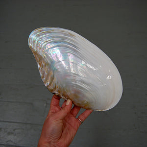 Pearlized Mussel Shell Half Large 8 to 9 Inch Polished Seashell Mother of Pearl