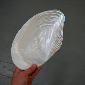 Pearlized Mussel Shell Half Large 8 to 9 Inch Polished Seashell Mother of Pearl