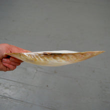 Load image into Gallery viewer, Pearlized Mussel Shell Half Large 8 to 9 Inch Polished Seashell Mother of Pearl
