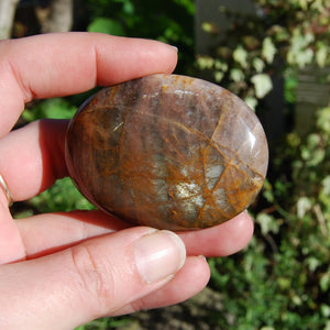 Black Moonstone Polished Crystal Palm Stone 2.25-2.5" 