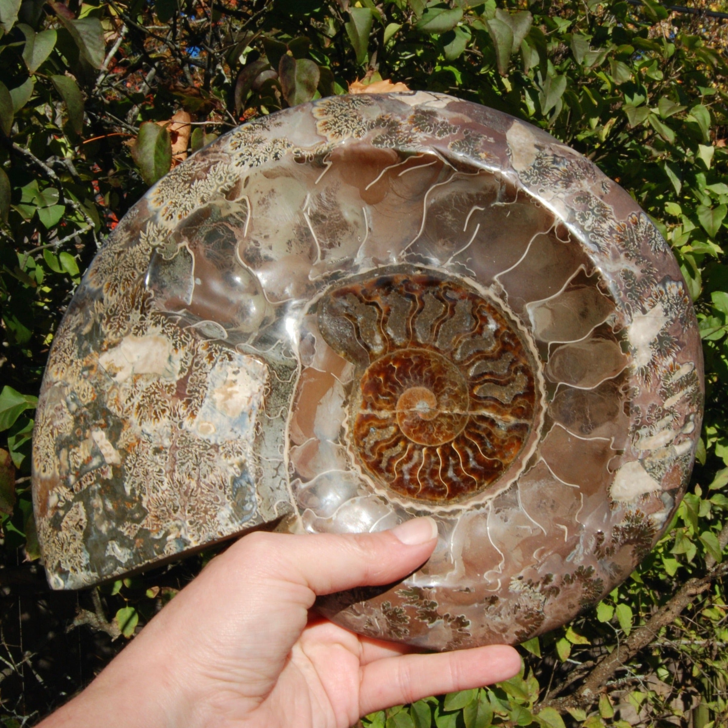 fossils for sale, fossil specimens, fossil crystals, ammonite fossil, orthoceras fossil, trilobite fossil, fossil stone, fossil gemstone, fossil healing properties, ancient fossils, buy fossils online, fossil collection, fossil grounding stone