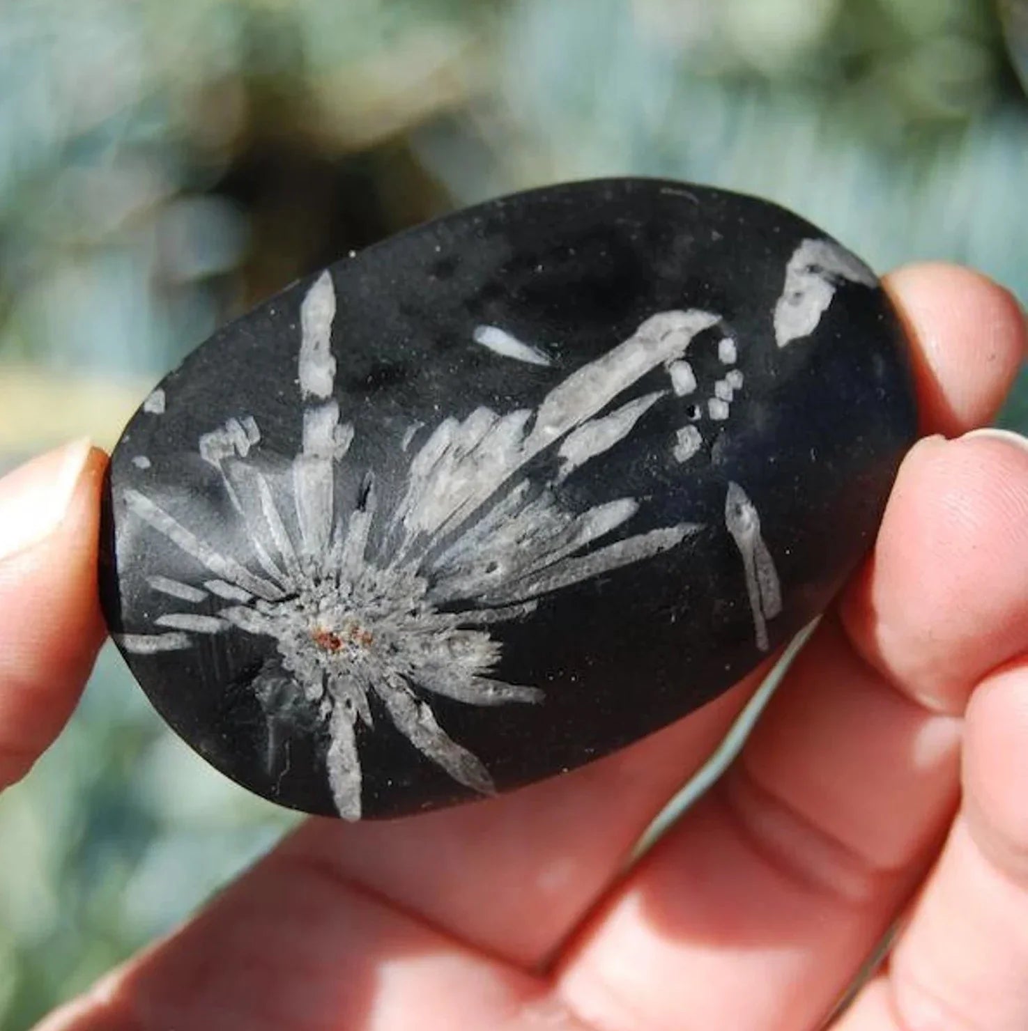 Chrysanthemum stone crystals
