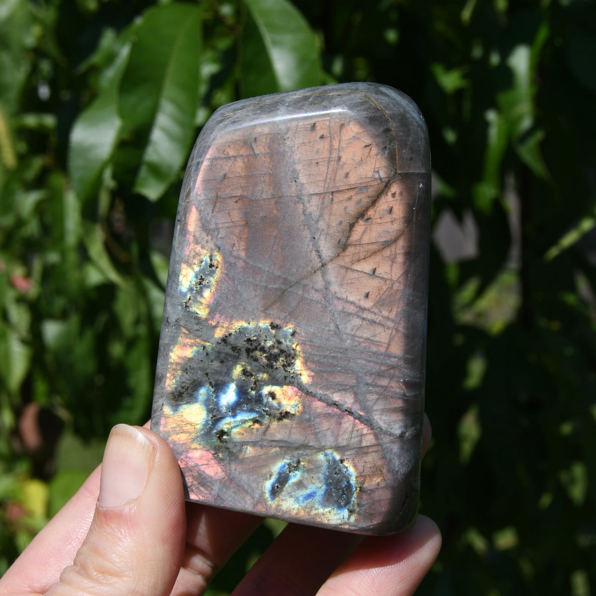 Purple Labradorite Crystal Freeform