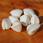 Cardium fragnum Cockle shell Pairs