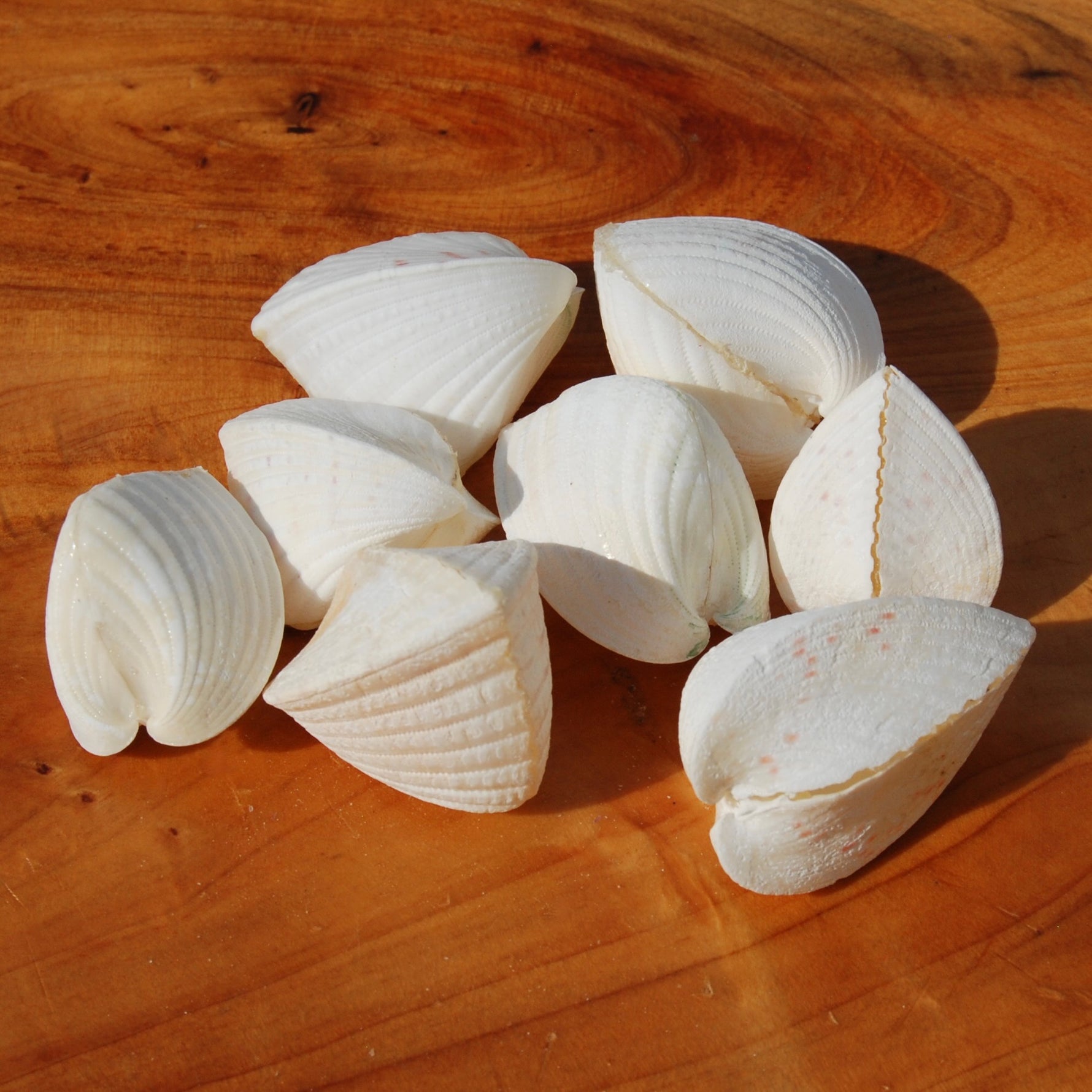 Cardium fragnum Cockle shell Pairs