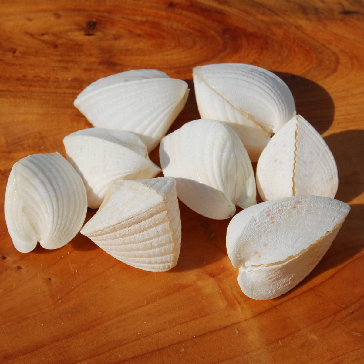 Cardium fragnum Cockle shell Pairs