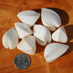 Cardium fragnum Cockle shell Pairs
