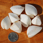 Cardium fragnum Cockle shell Pairs
