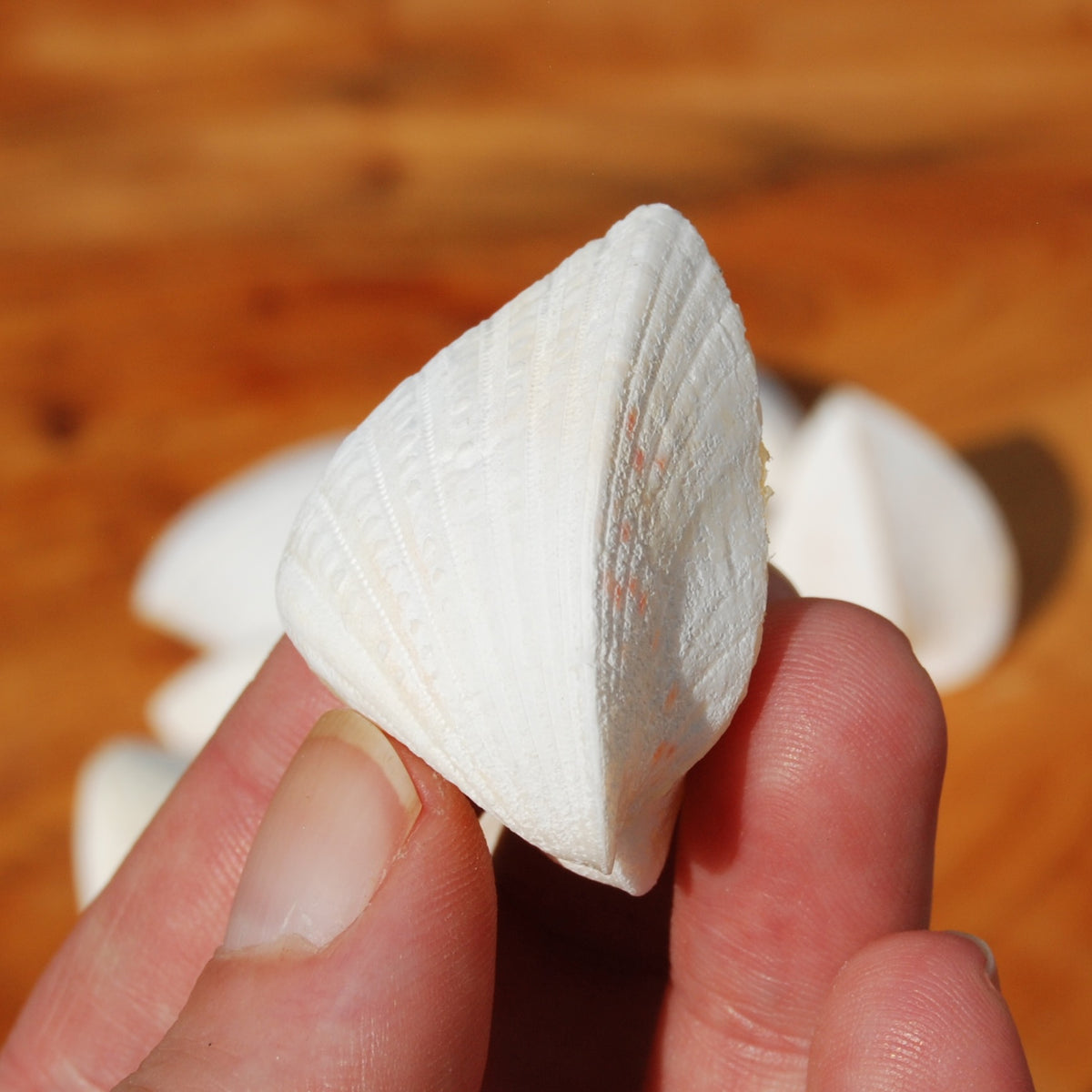 Cardium fragnum Cockle shell Pairs