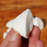 Cardium fragnum Cockle shell Pairs