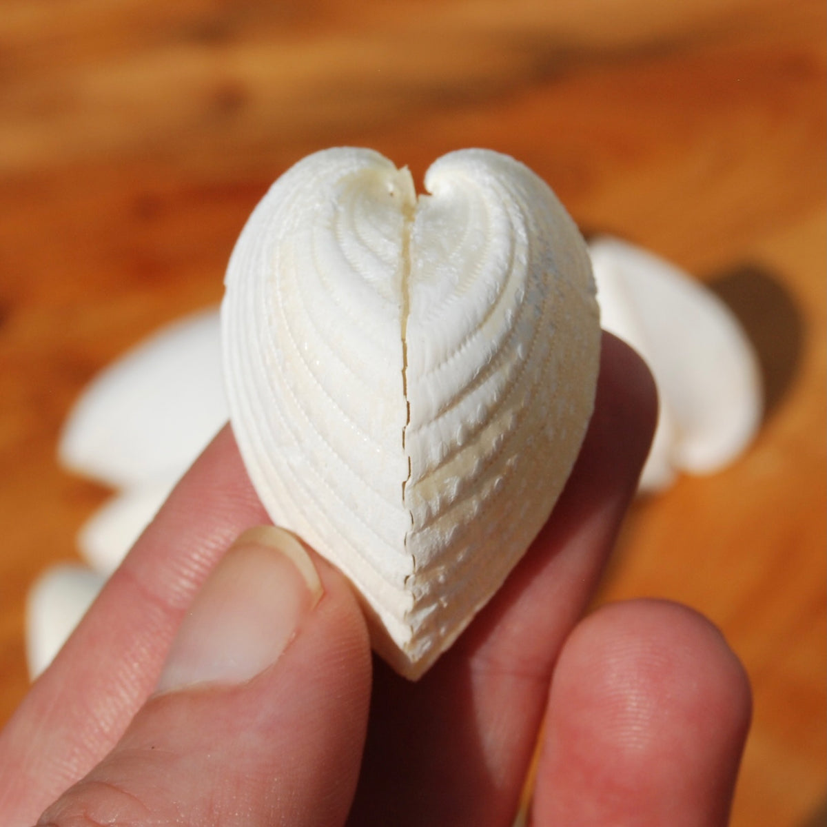 Cardium fragnum Cockle shell Pairs