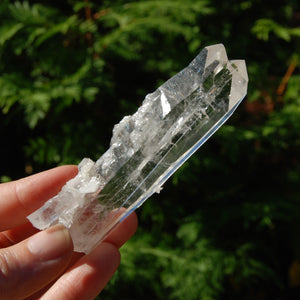 Colombian Tantric Twin Inset Channeler Lemurian Crystal Tabby, Record Keeper Optical Quartz, Santander 