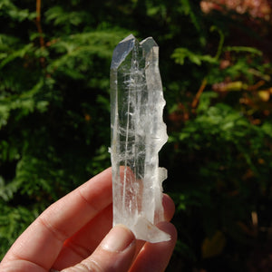 Colombian Tantric Twin Inset Channeler Lemurian Crystal Tabby, Record Keeper Optical Quartz, Santander 