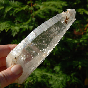 Colombian Lemurian Seed Crystal, Self Healed Tabby Laser, Limonite Optical Quartz