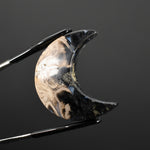 Fossil Palm Root Moon Cabochon