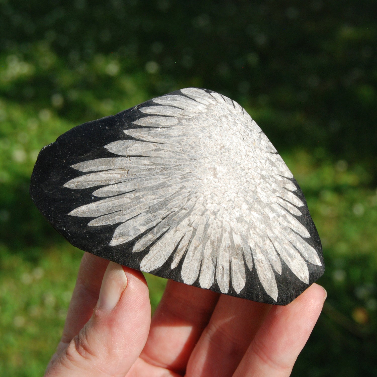 Chrysanthemum Stone Crystal Freeform Tower | Harmony & Joy Stone
