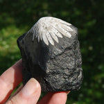 Chrysanthemum Stone Crystal Freeform Tower, Harmony & Joy Stone