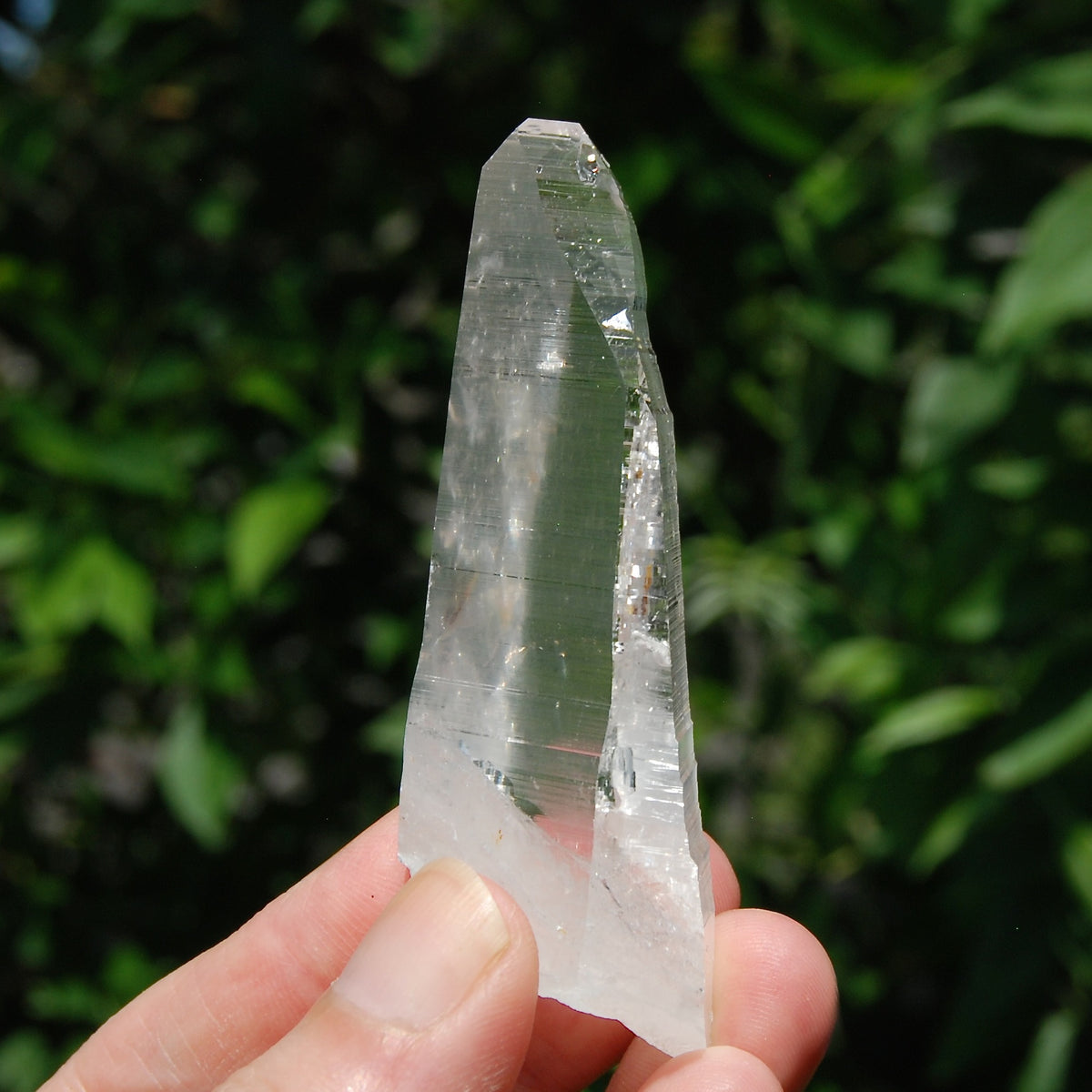 Colombian Lemurian Seed Quartz Crystal Laser