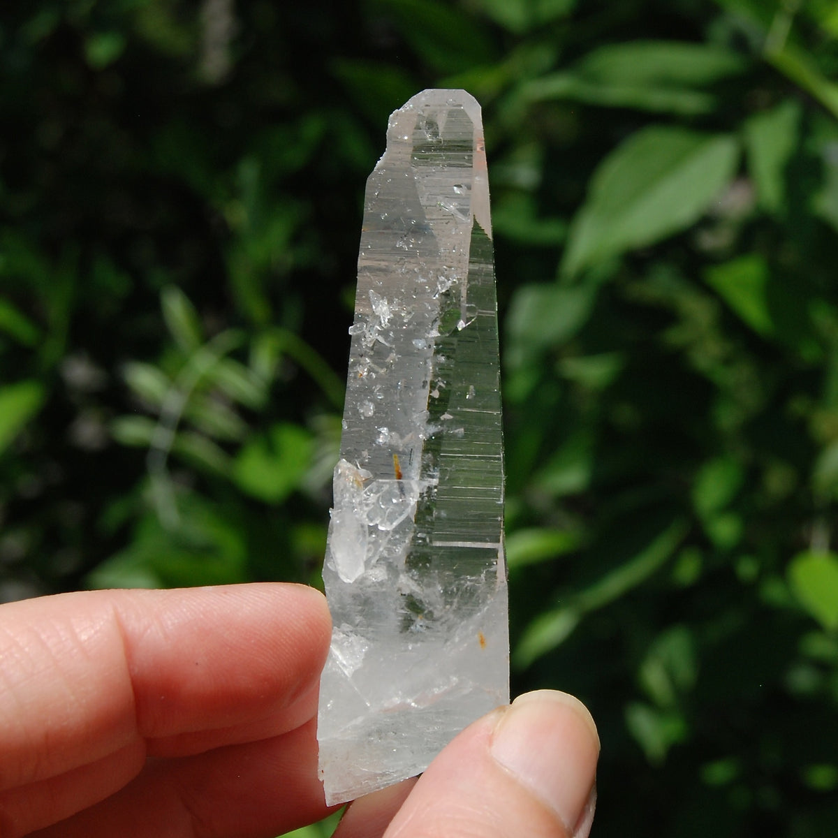 Colombian Lemurian Seed Quartz Crystal Laser