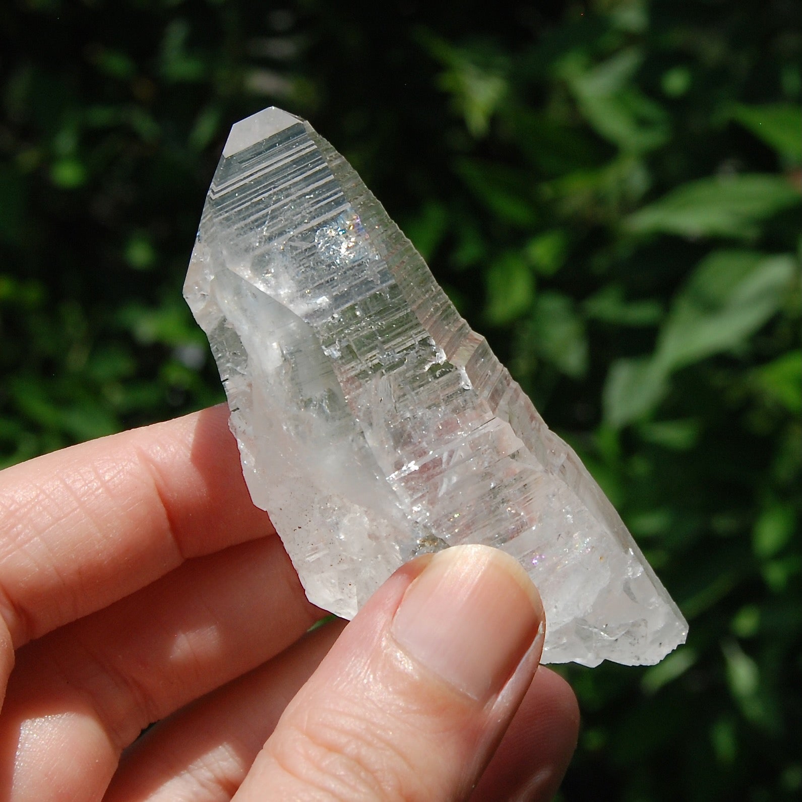 3in DT Lemurian Seed Quartz Crystal Laser Starbary, Internal Rainbows, Self Healed, Peñas Blancas, Colombia
