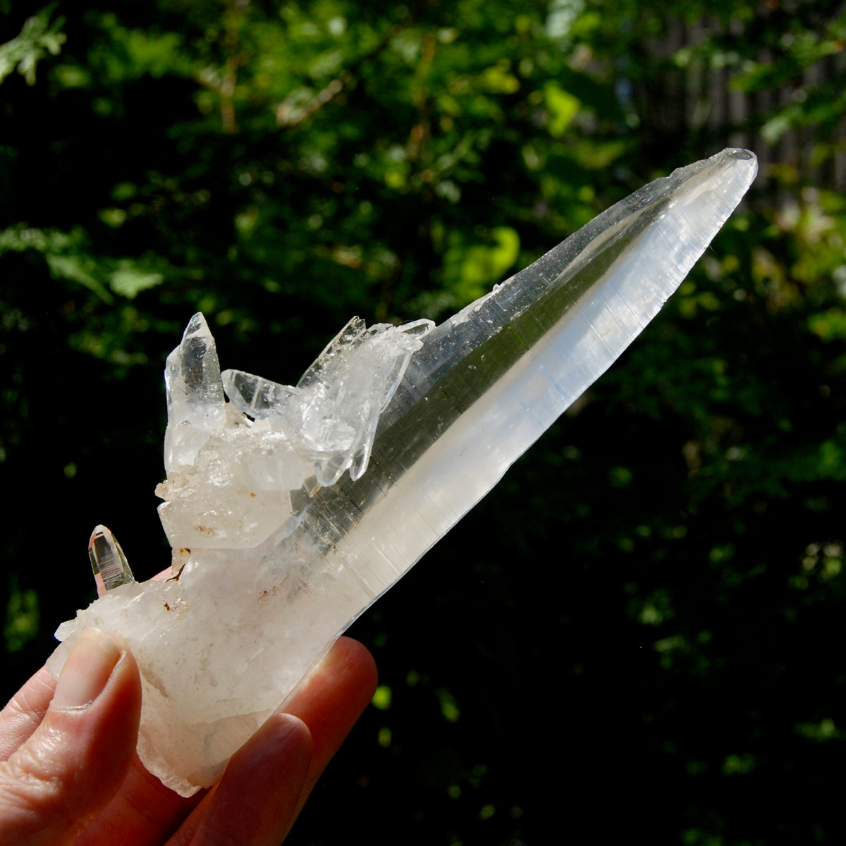 XL Lemurian Seed Crystal Laser Starbrary, 6.25" 226g Dolphin Cluster Optical Quartz, Colombia