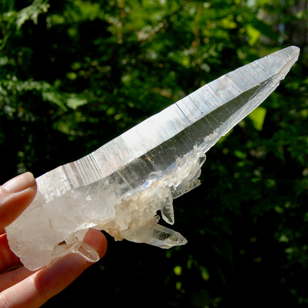 XL Lemurian Seed Crystal Laser Starbrary, 6.25" 226g Dolphin Cluster Optical Quartz, Colombia