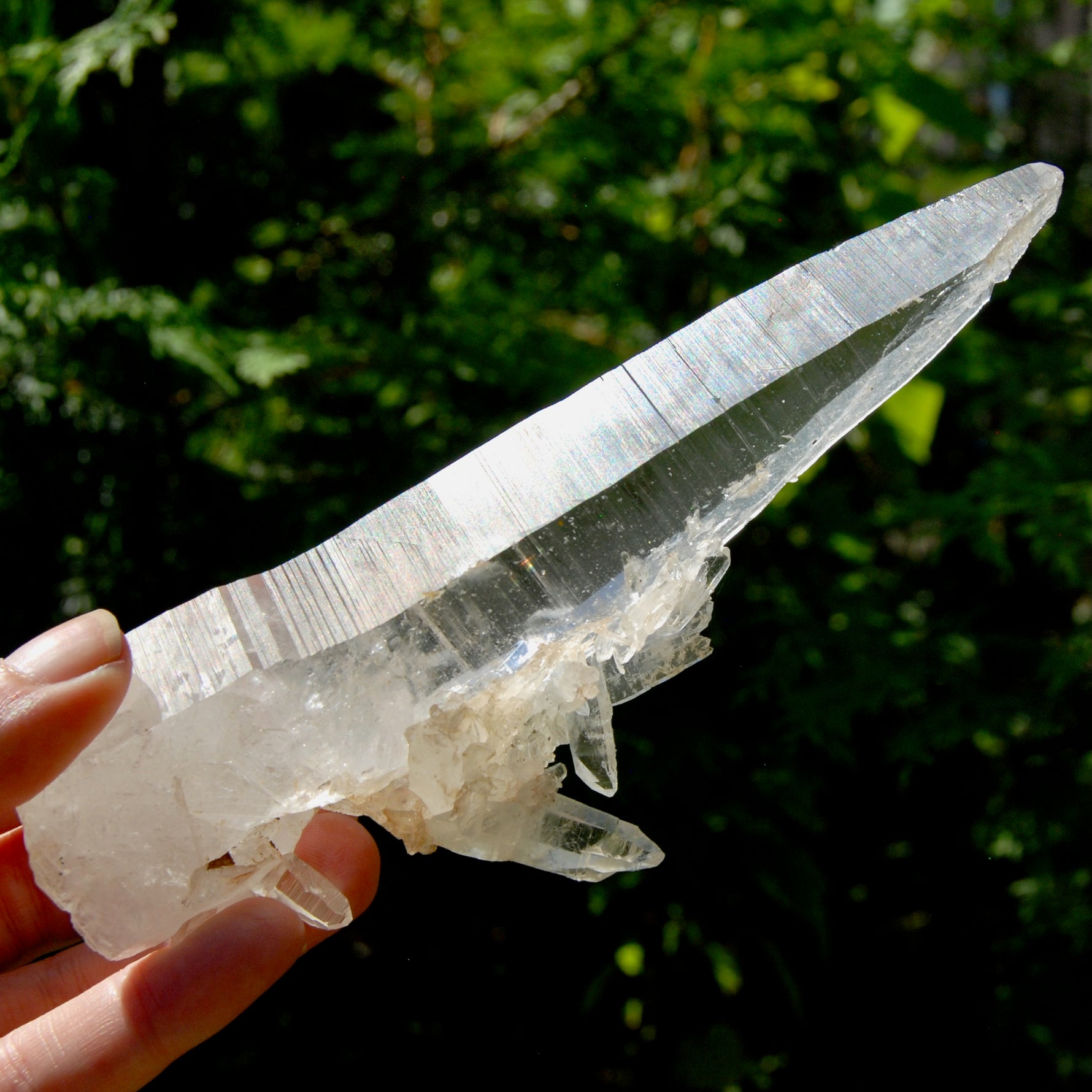 XL Lemurian Seed Crystal Laser Starbrary, 6.25" 226g Dolphin Cluster Optical Quartz, Colombia