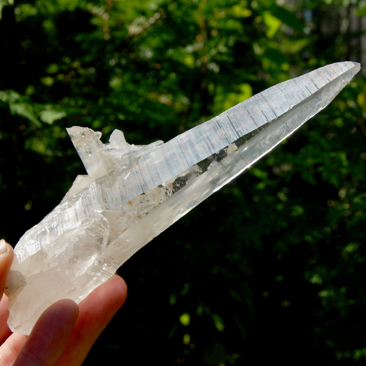 XL Lemurian Seed Crystal Laser Starbrary, 6.25" 226g Dolphin Cluster Optical Quartz, Colombia