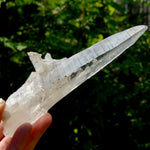 XL Lemurian Seed Crystal Laser Starbrary, 6.25" 226g Dolphin Cluster Optical Quartz, Colombia