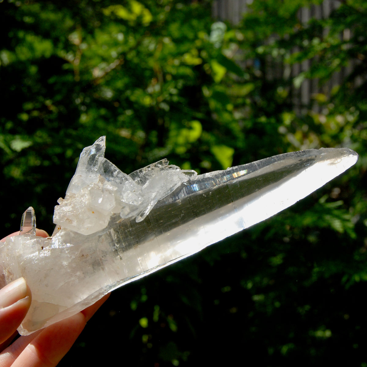 XL Lemurian Seed Crystal Laser Starbrary, 6.25" 226g Dolphin Cluster Optical Quartz, Colombia