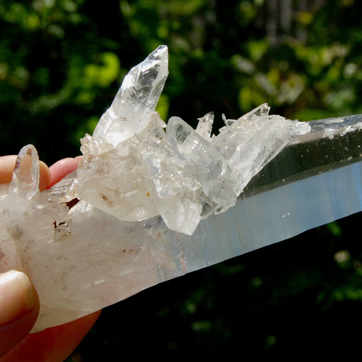XL Lemurian Seed Crystal Laser Starbrary, 6.25" 226g Dolphin Cluster Optical Quartz, Colombia