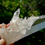 XL Lemurian Seed Crystal Laser Starbrary, 6.25" 226g Dolphin Cluster Optical Quartz, Colombia