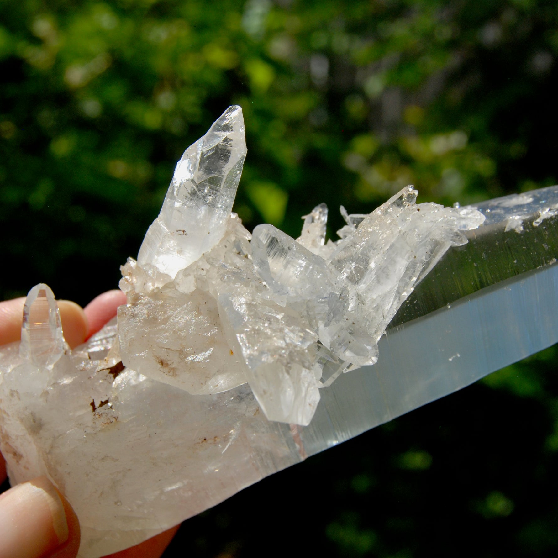 XL Lemurian Seed Crystal Laser Starbrary, 6.25" 226g Dolphin Cluster Optical Quartz, Colombia