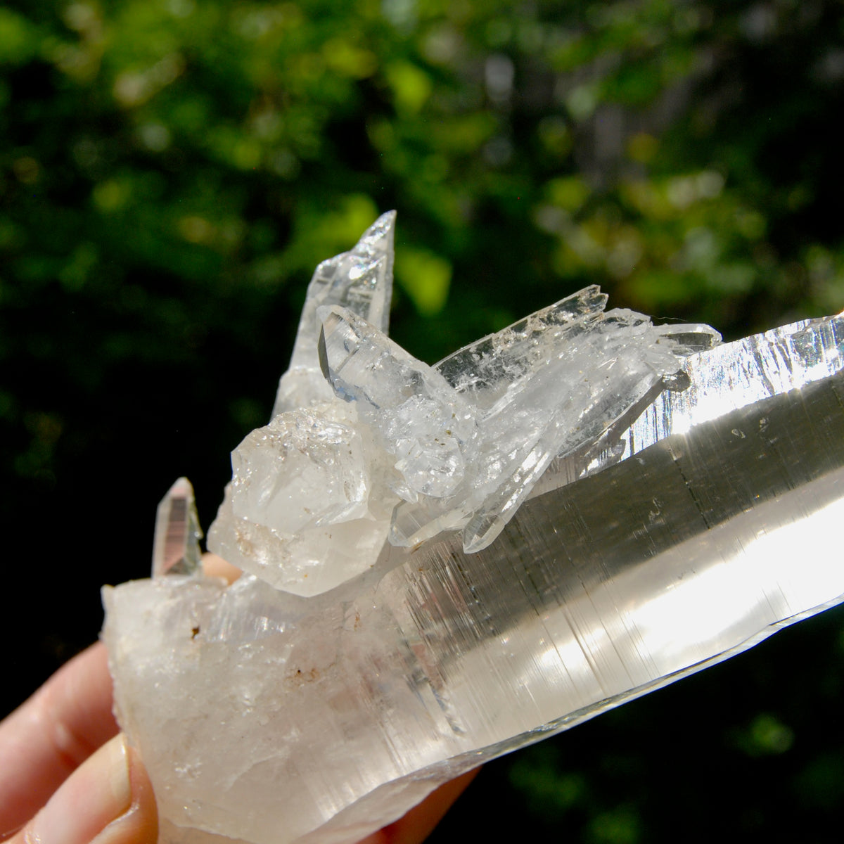 XL Lemurian Seed Crystal Laser Starbrary, 6.25" 226g Dolphin Cluster Optical Quartz, Colombia