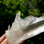XL Lemurian Seed Crystal Laser Starbrary, 6.25" 226g Dolphin Cluster Optical Quartz, Colombia