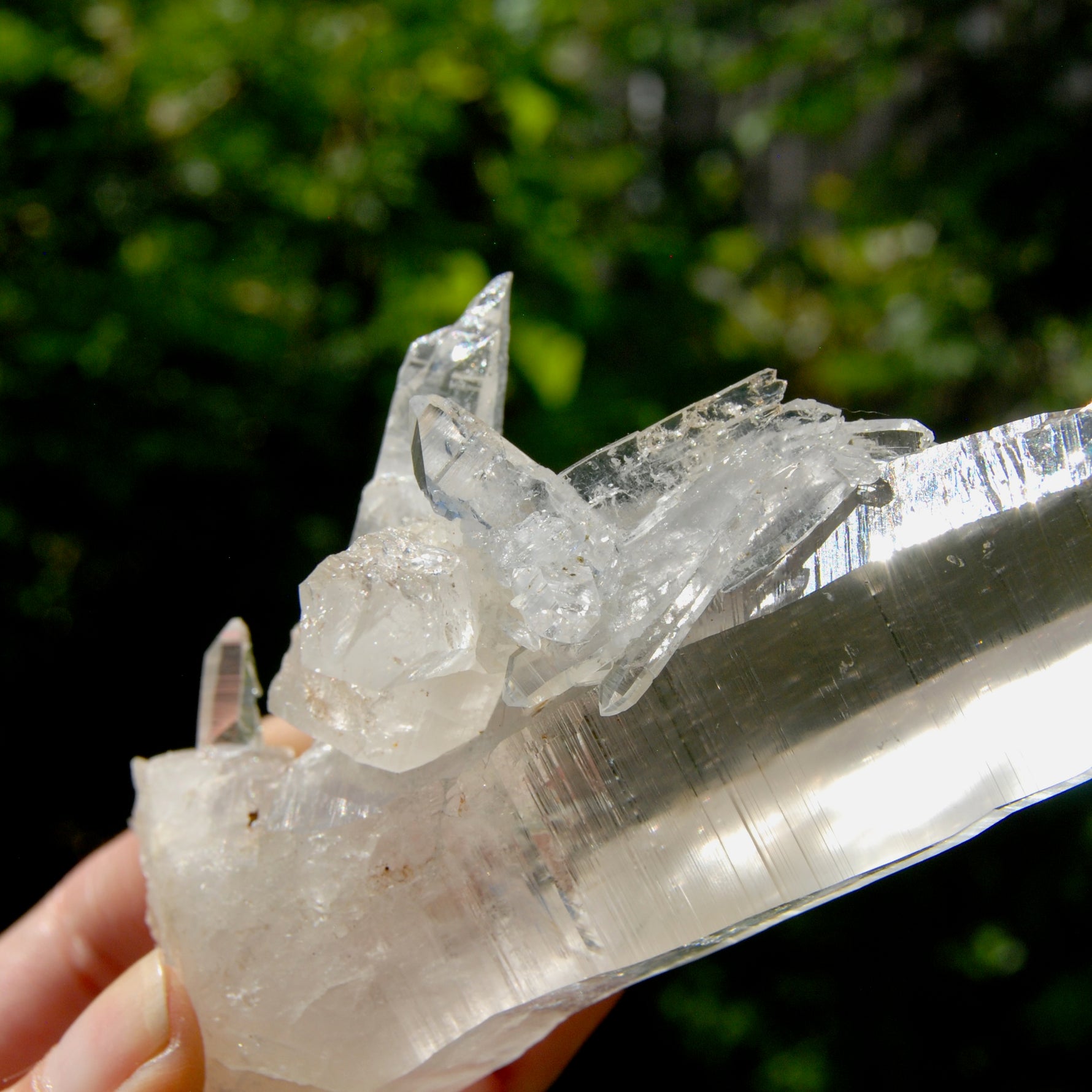 XL Lemurian Seed Crystal Laser Starbrary, 6.25" 226g Dolphin Cluster Optical Quartz, Colombia